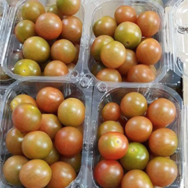 cherry tomatoes for exporting