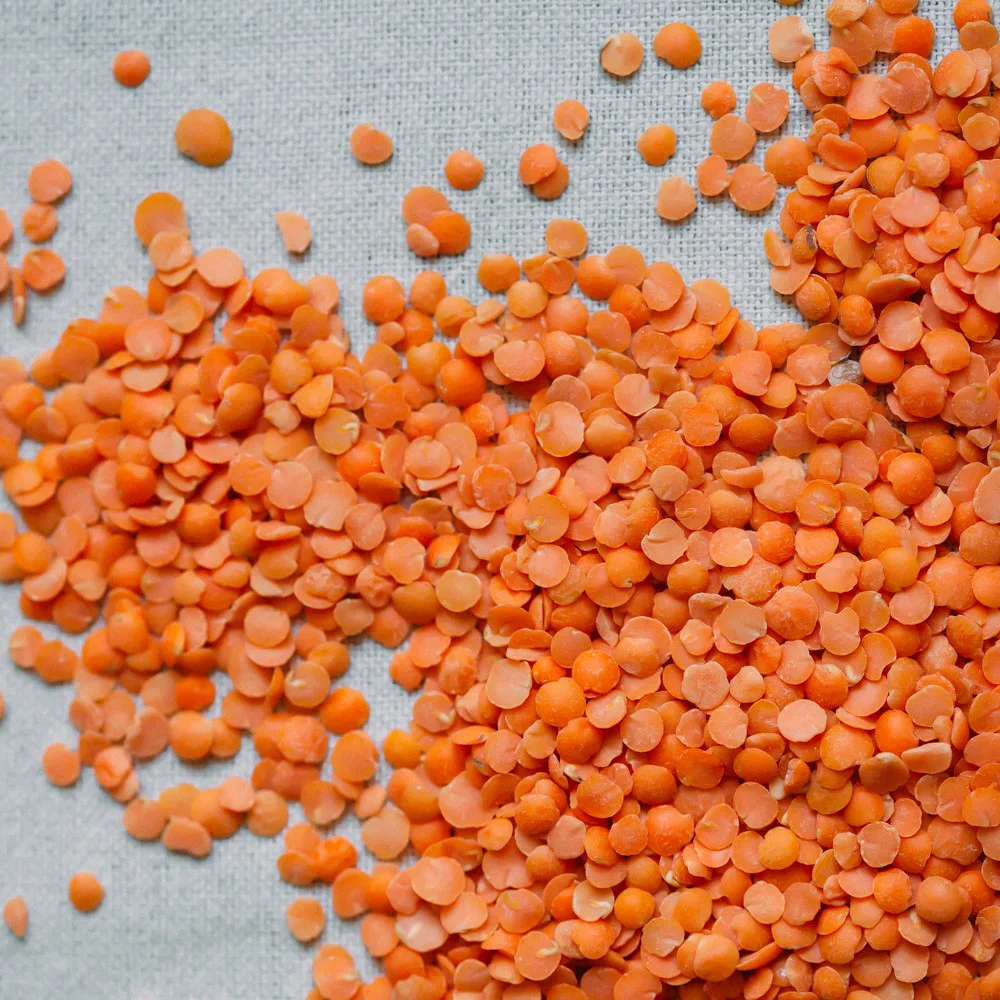 Best quality Red Lentils ecological product of Russia from manufacturer beans and seeds for sale