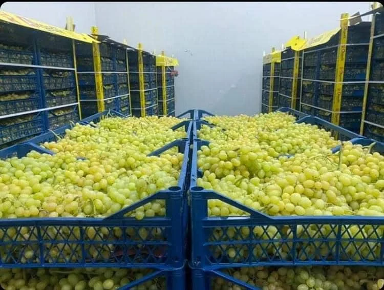 Fresh Grape b.jpg