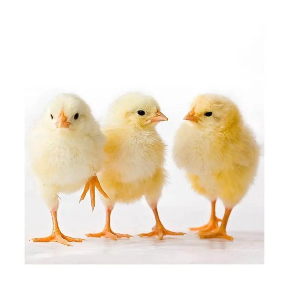 Hot Sale H Type Price Chicken Cage for Day Old Baby Chicks