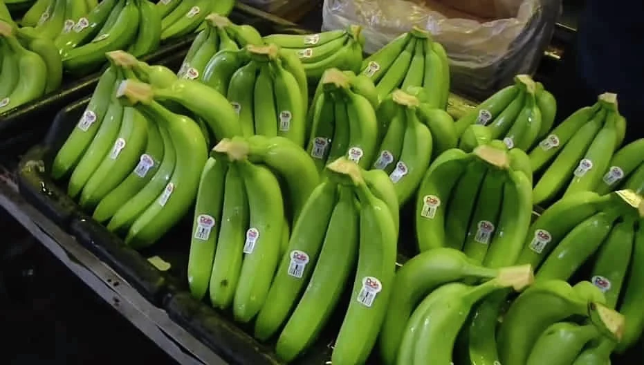 Fresh Cavendish Banana Exporting Grade A | Vietnam Agriculture Food CO., LTD