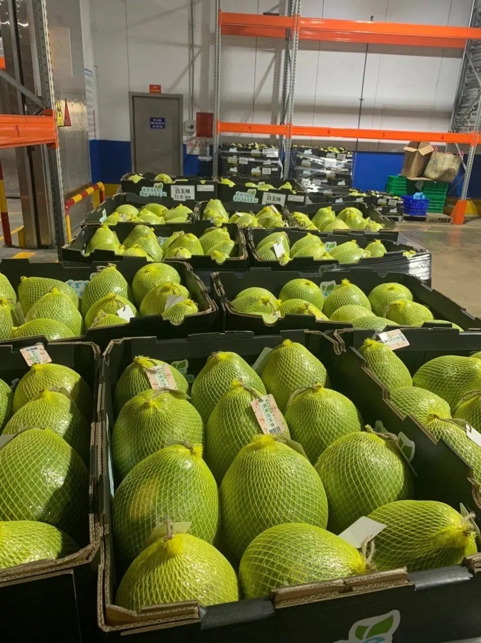 Лучшие вьетнамские Цитрусовые фрукты новый урожай свежий помело вьетнамский грейпфрут зеленая кожа для