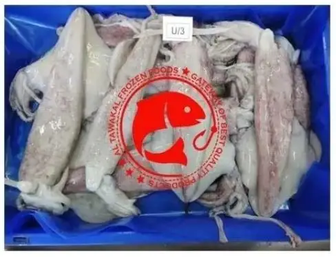 Frozen Whole Loligo Squid For Export in Bulk Quantity High Quality Frozen Loligo Squid Available in Multiple Sizes