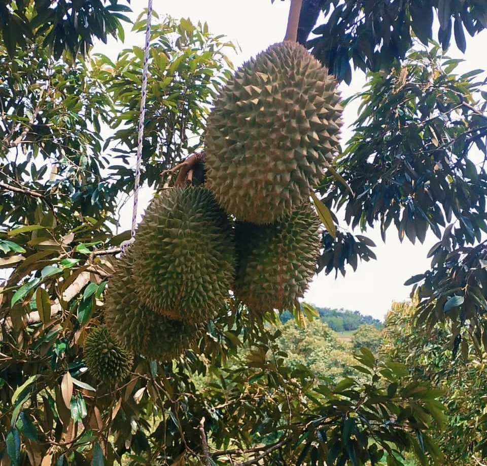 Wholesale IQF Frozen Musang King Durian From Malaysia Tropical Fruit Seasonal Fruit Thorny Fruit Fresh Premium Quality Packing