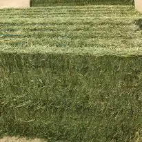 High Quality Alfalfa Hay for Sale for Animals Cattle Sheep and Horses Comes in Bales or Bags Variety in Palm