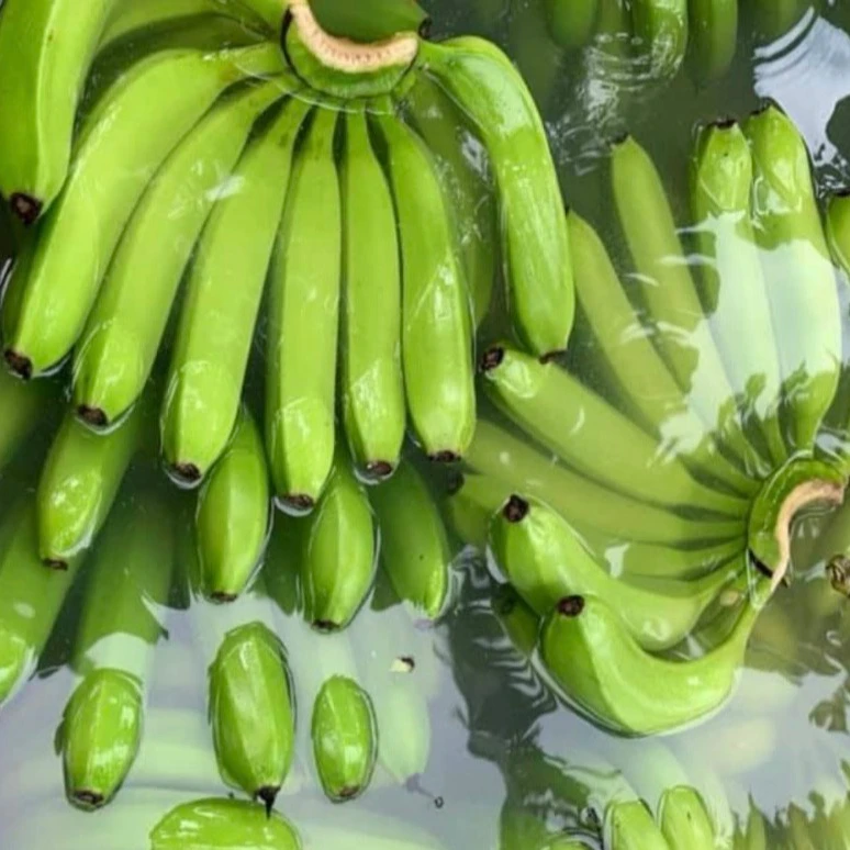 Fresh Cavendish Banana Exporting Grade A | Vietnam Agriculture Food CO., LTD