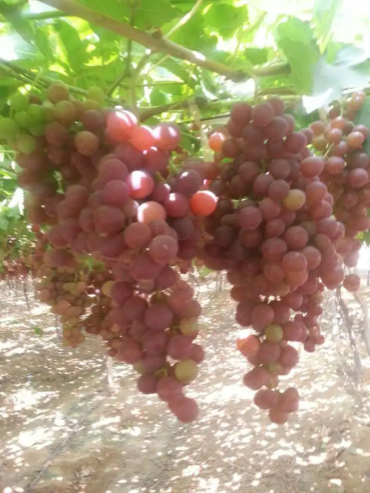 Свежий виноград A1