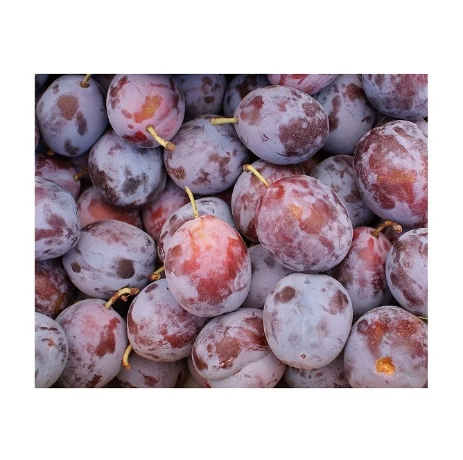 Cheap Wholesale Top Quality Fresh Fruits Plums In Bulk