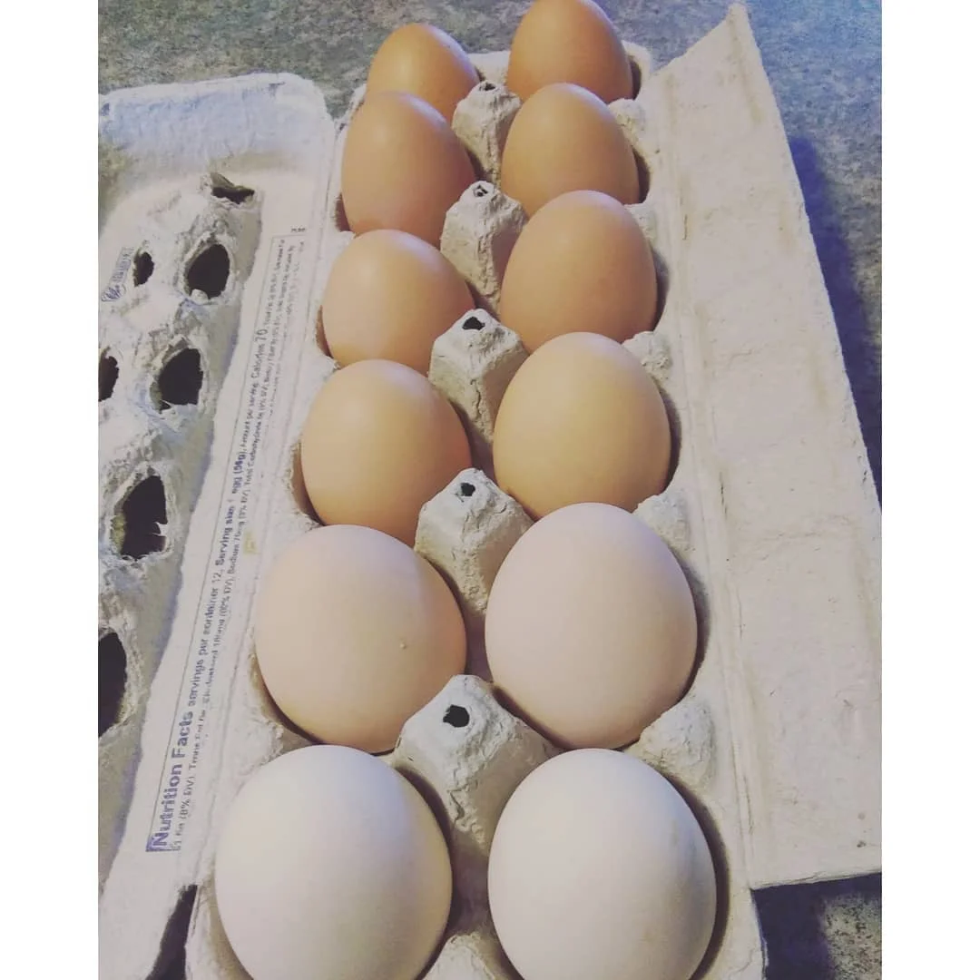 Ostrich Fertilized Eggs For Sale