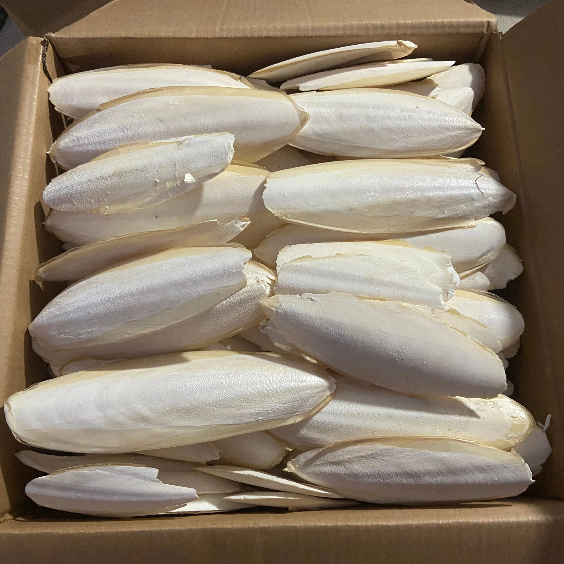 CUTTLEFISH BONE Dried From Squid For Bird Parrot Exporting Product