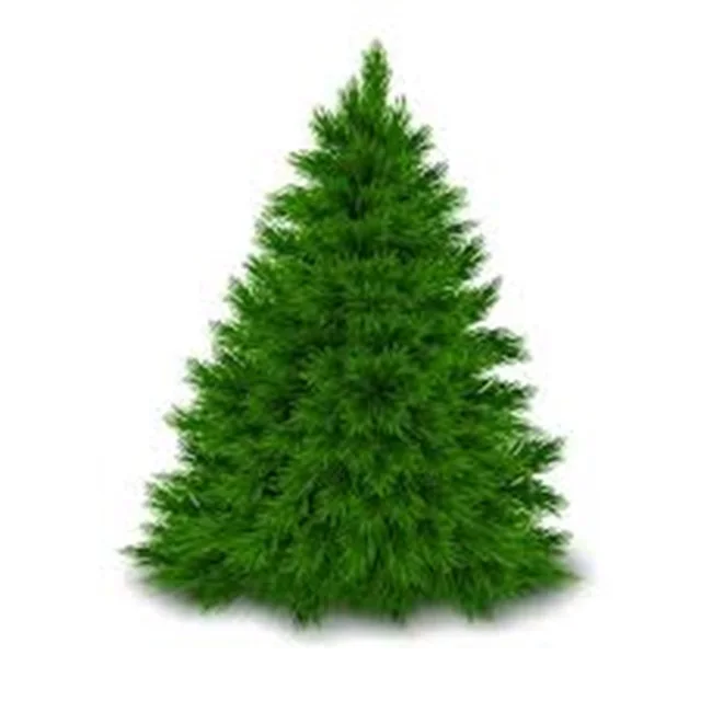 Christmas trees for the merry season