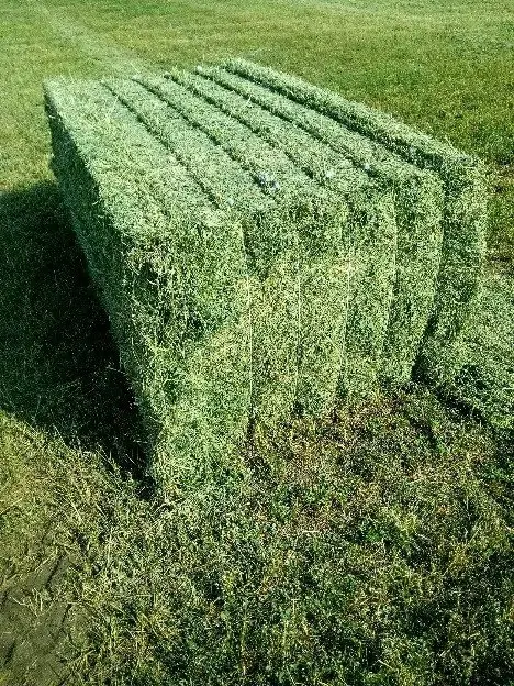 ALFALFA HAY1.jpg