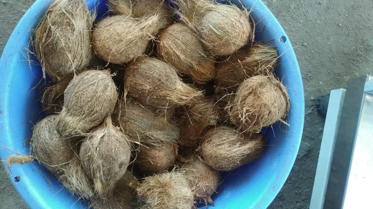 Indian Origin Semi Husked Fresh Coconuts 25 nuts per bag