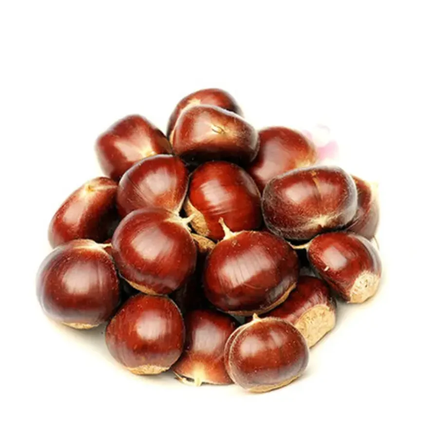 High Quality Germany Fresh Chestnut New Crop Raw Sweet Chestnut Fresh Raw Organic Low price