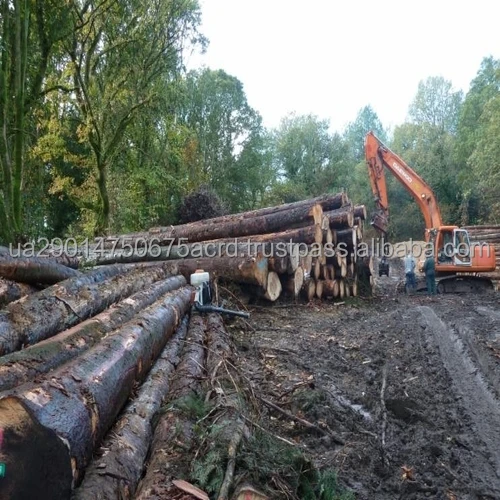 Pine logs0.jpeg