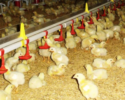 High Quality Automatic Poultry Feeder Drinker 20cm Diameter Drinking Line 11cm Depth from Vietnam Manufacturer Poultry Farming