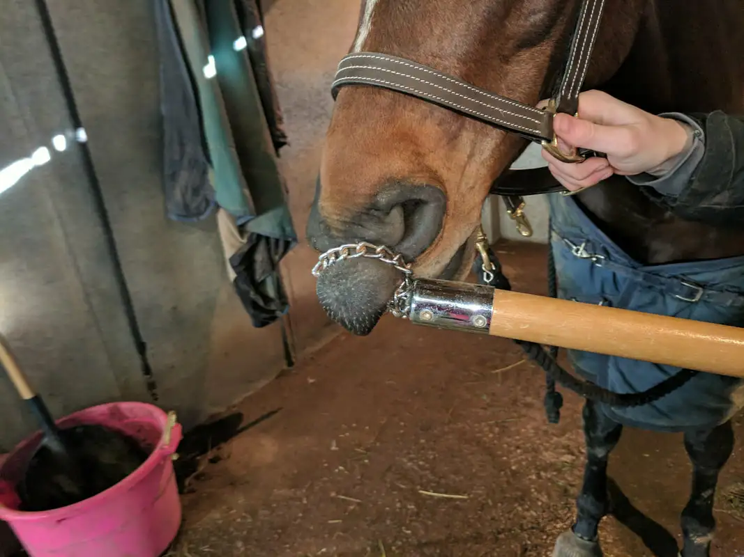 twitch chain horse operation theatre clinical medical animal veterinary instruments