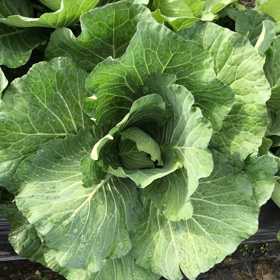 Green Farmer Household Supply Vegetables Fresh Cabbages From Vietnam Nutrition Food  Flavor Crispy And Sweet Shape Round Vietnam