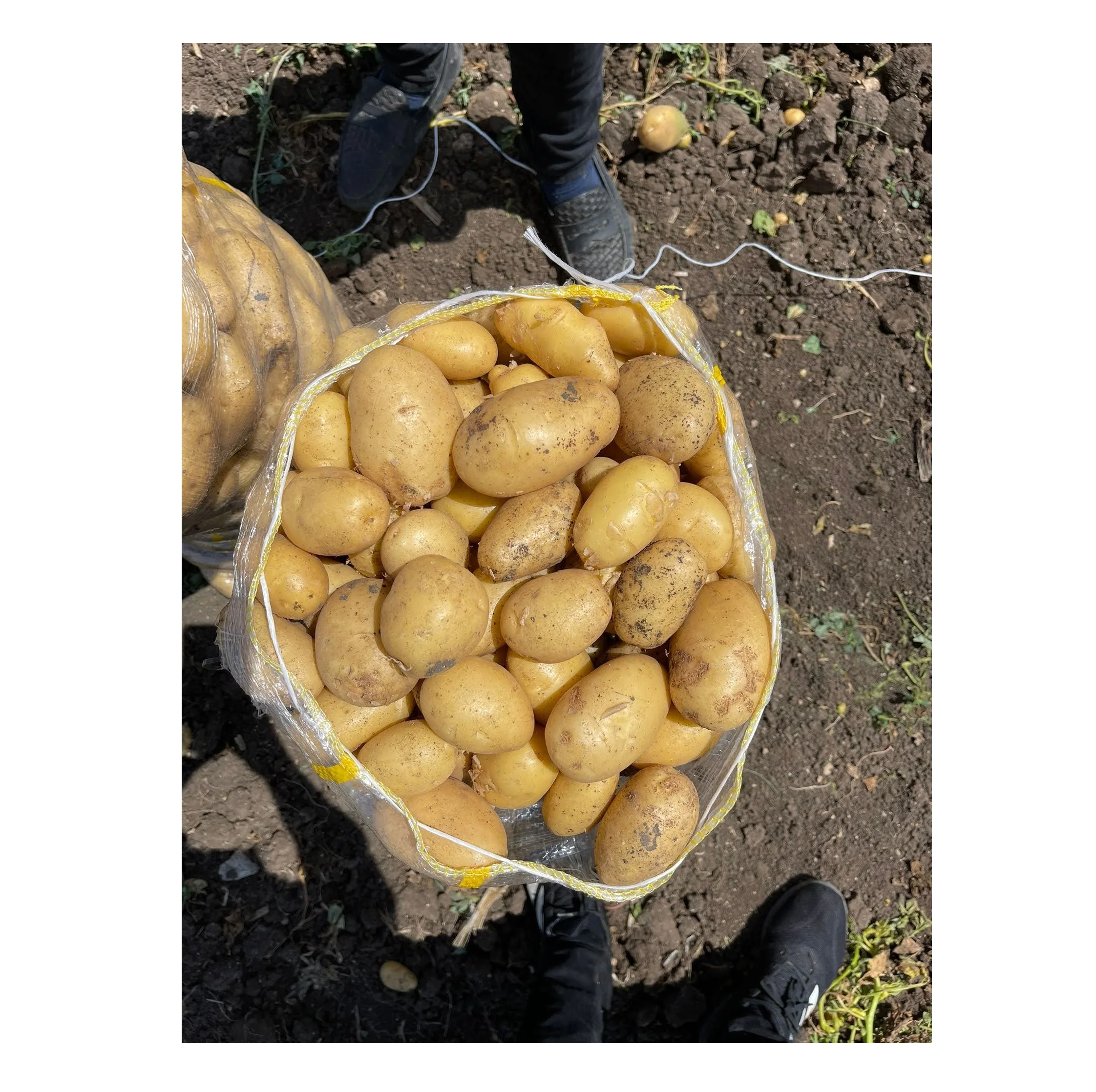 MONDOL - New Crop %100 Organic Patatoes A Grade Big Potatoes Class AFresh Potatoes - MONDOL