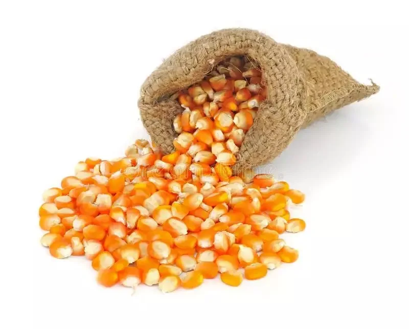 Affordable Dried Yellow Maize Corn, Non-GMO Yellow Corn & White red Corn/Maize for Human & Animal Feed