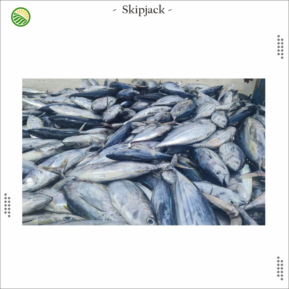 The best quality frozen whole Skipjack Tuna from Indonesia Export Standard