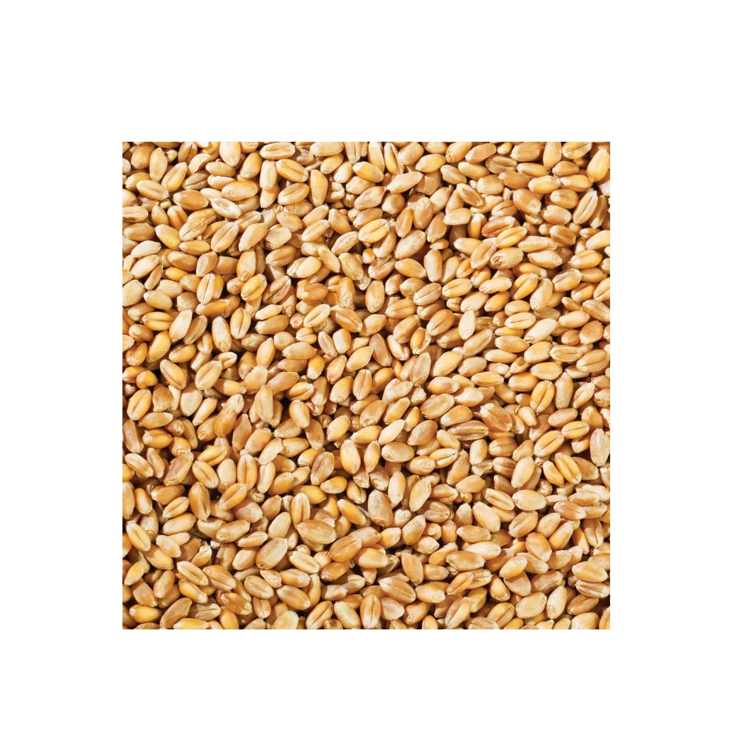 Premium Quality Wholesale Organic Whole Wheat Grain For Sale In Cheap Price