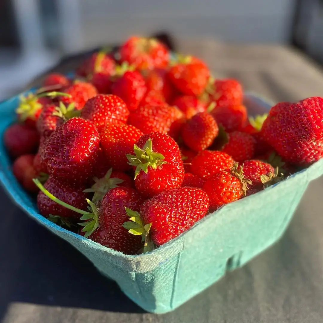 Fresh Strawberry, Frozen Strawberry,blue Berries Fresh Berries Fruits high quality Fruits brands in South Africa