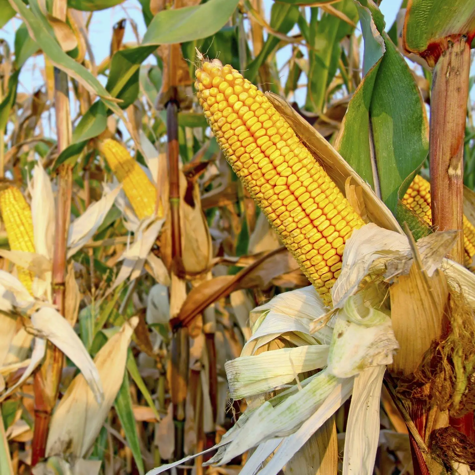 Wholesale Price Yellow Corn For Human Consumption And Animal Feed Yellow Sweet Corn Dry Maize For Sale Best Quality Dried Style