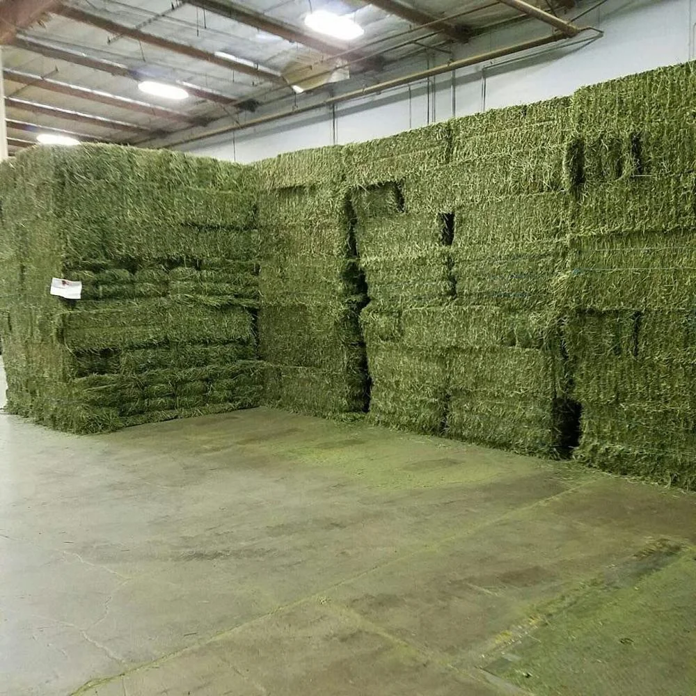 Bulk Top Grade Alfalfa for Animal Feed / Alfalfa Hay from Spain for Export Stuff Alfalfa ,hay
