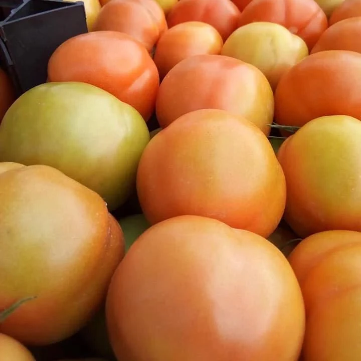 Свежие помидоры высокого качества оптом из египта