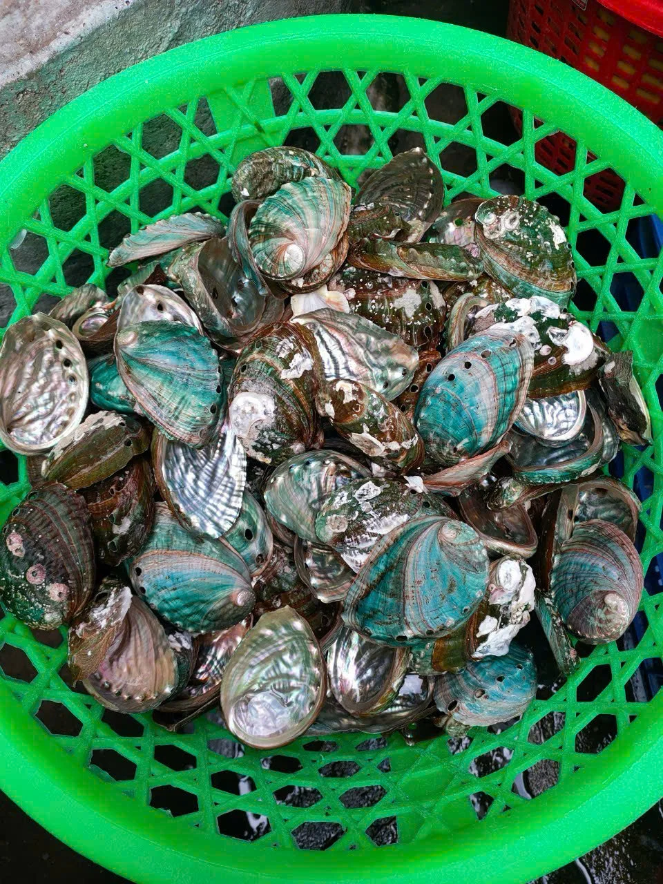 WHOLESALE ABALONE SHELL FOR DECORATION CRAFT FROM VIETNAM CHEAP PRICE 2024