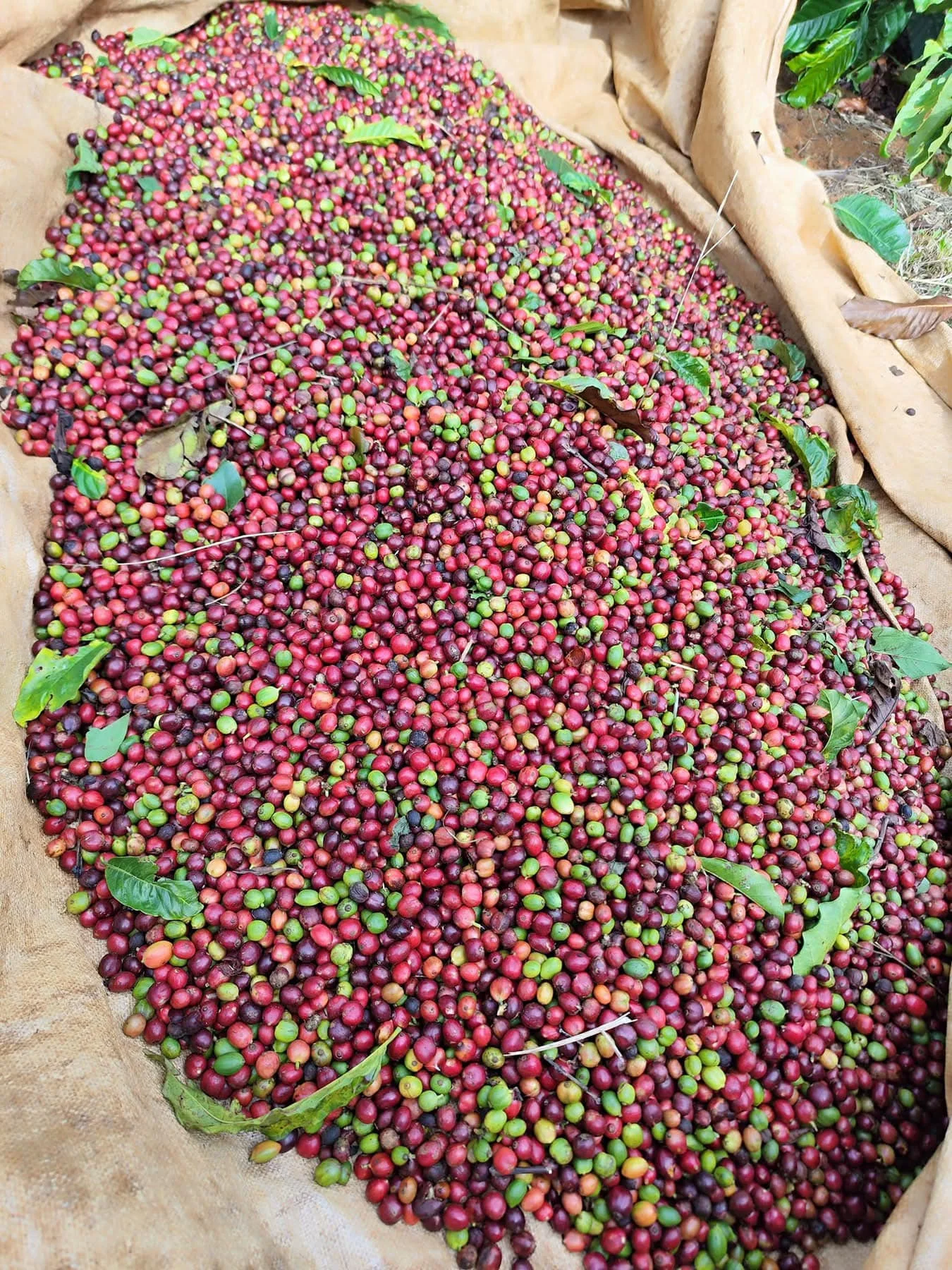 ARABICA/ ROBUSTA COFFEE HIGH STANDARD NEW CROP FOR SALE WITH BEST PRICE