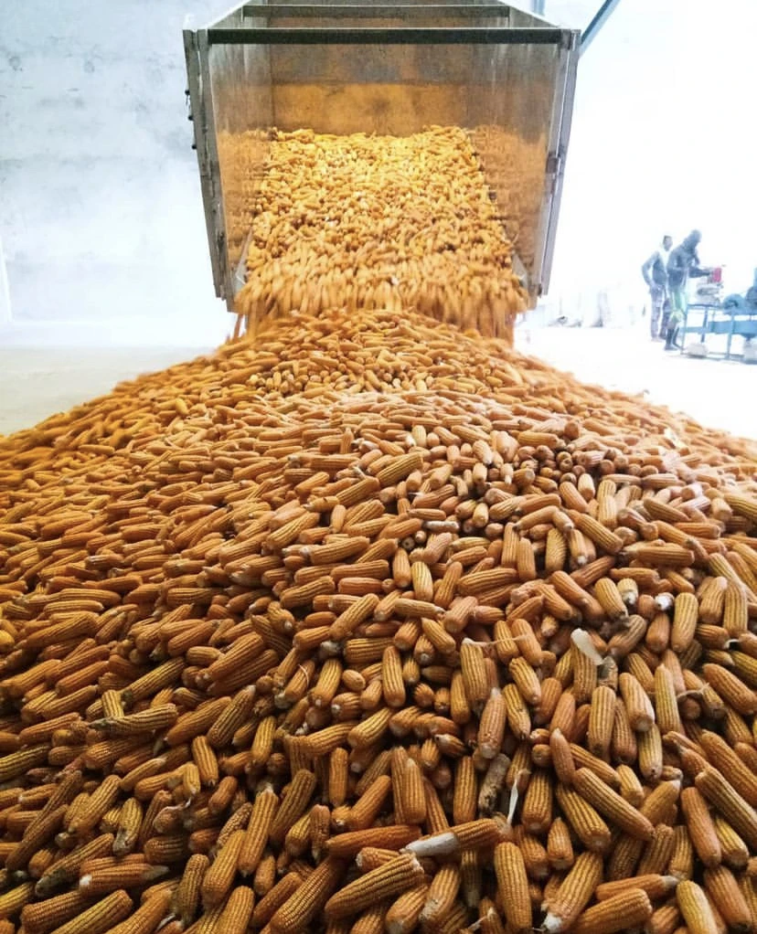 Wholesale Yellow Corn for Human Consumption Non Gmo Yellow Corn/ Yellow Corn