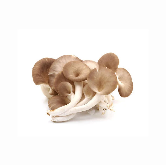 Factory Direct Sale Healthy Fresh Dried Oyster Mushroom Native Product Nutrition Oyster Mushroom
