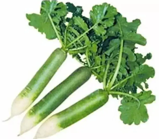 Top Grade Fresh White Radish / Red Radish Whole Price Directly From Factory for sale at affordable price