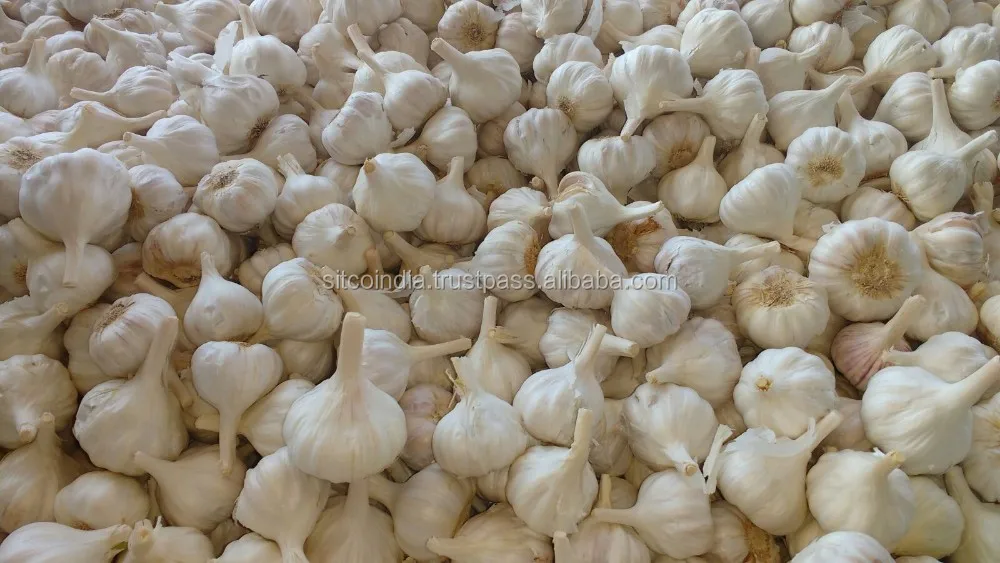 FRESH GARLIC BULB PURE WHITE BEST QUALITY & CHEAP PRICE FOR SALE