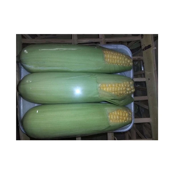 Bulk Quantity Wholesaler of Highly Nutritious Good Quality Agriculture Grain Natural Yellow Fresh Sweet Corn from Egypt