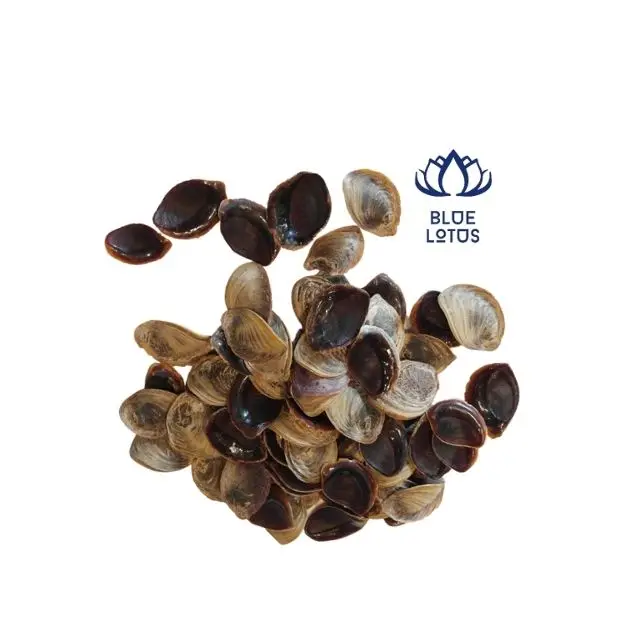 Best Price Operculum Murex From Vietnam To Do Perfume