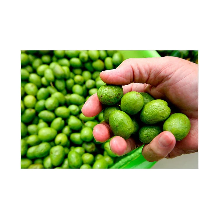 Best Grade Green olive, Fresh olive Pitted Green Olives from Greece