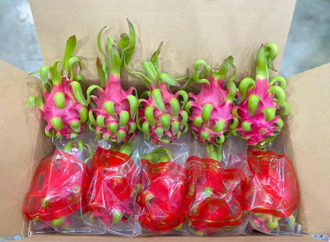 Import with Confidence and Retailers Rejoice Fresh Dragon Fruit from Viet Nam for wholesaler (+84983028718)