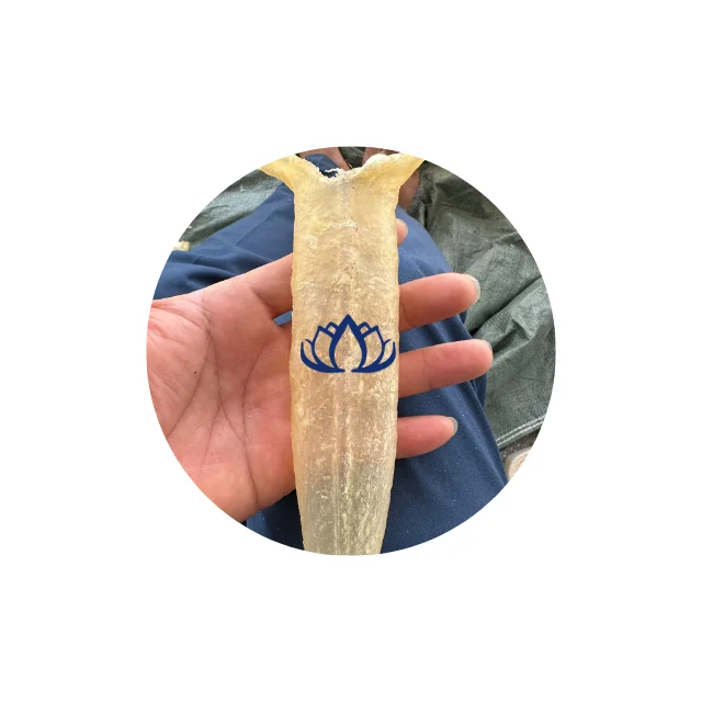 WHOLE SALE DRIED FISH MAW DRIED PANGASIUS FISH MAW FROM VIETNAM 2024
