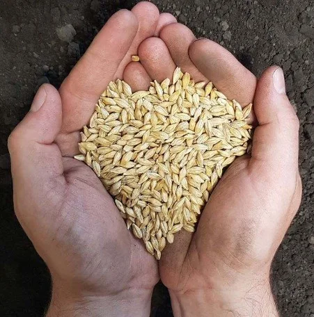 Barley Grains Premium Barley Seeds/Animal Feed Barley/bulk Barley Grains Malted Barley Malt Grain for Sale