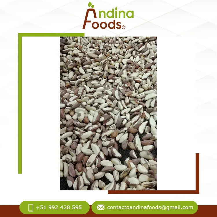Bulk Distributor Selling Top Quality Fresh Crop Best Protein and Essential Amino Acids Brazil Nuts From Peru