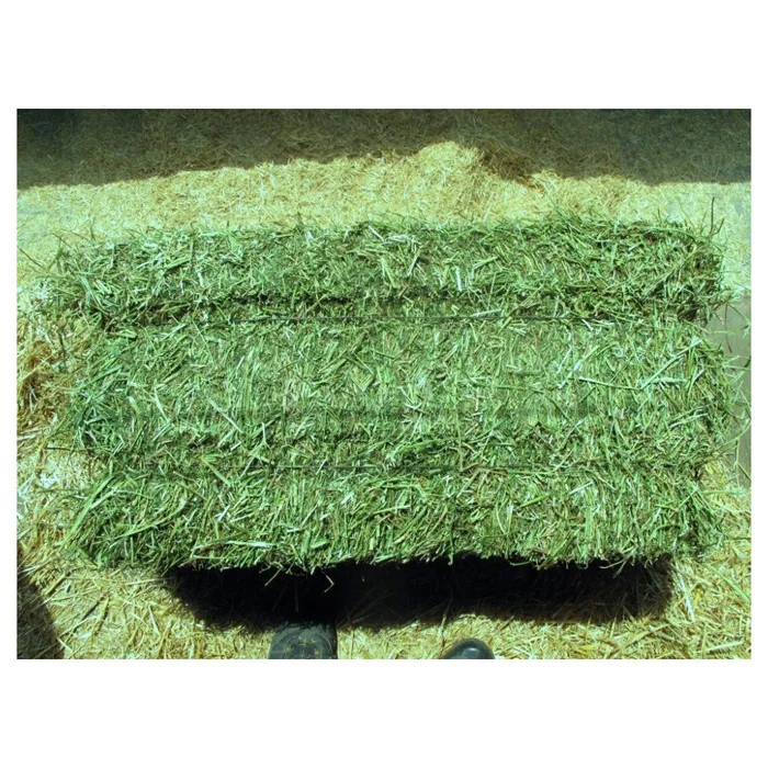 Alfafa Hay Dried Timothy Grass and Rhodes Grass Hay for Animal Feeding Baled Pig Cattle Horse Feed Various Styles Available