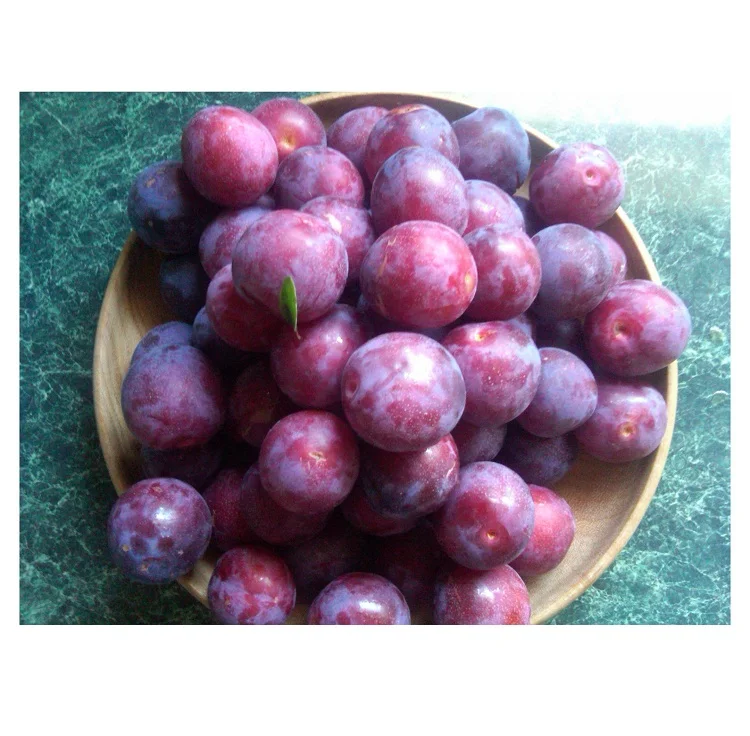 Best Quality Hot Sale Price Fresh Fruits Plums