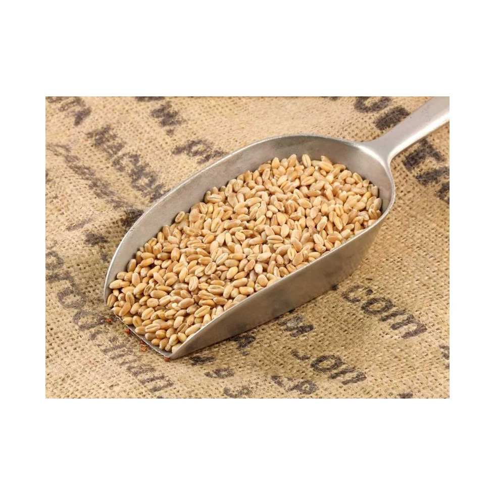 Wheat grain for sale in bulk