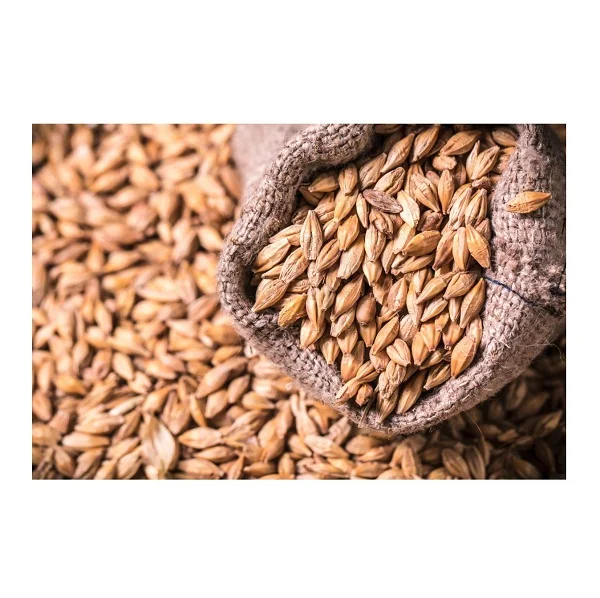 High Quality Cheap Wholesale Price Barley Grains for Malt | Barley for Animal Feed for Sale