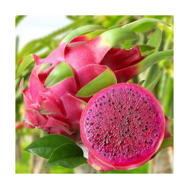 New Quality Premium Fresh Dragon Fruit Green Vina Fresh Organic Natural Sweet From Vietnam Manufacturer