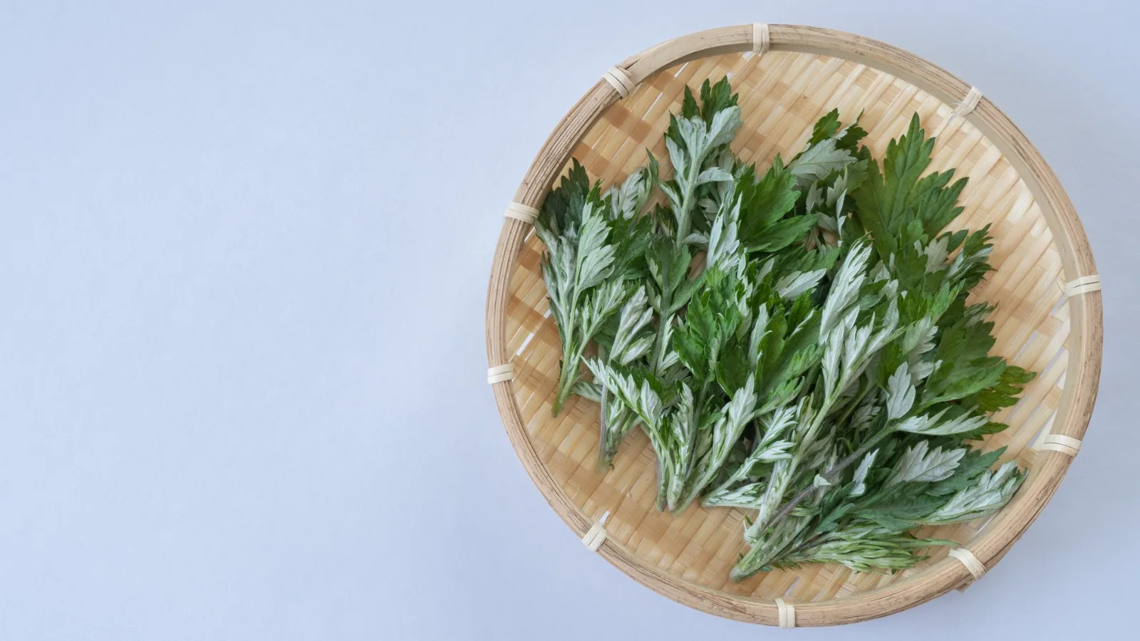 Organic Mugwort Tea USDA & EU Organic Certified Premium Herbal Tea Leaves Wholesale From Thailand Organic Tea