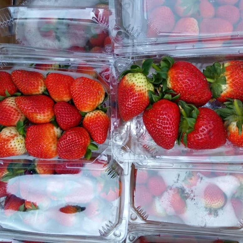 Fresh Strawberry, Frozen Strawberry,blue Berries Fresh Berries Fruits high quality Fruits brands in South Africa